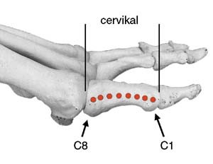 zenuwreflexologie04