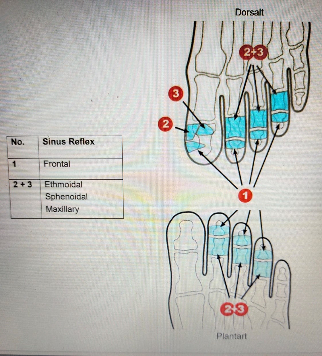 zenuwreflexologie06